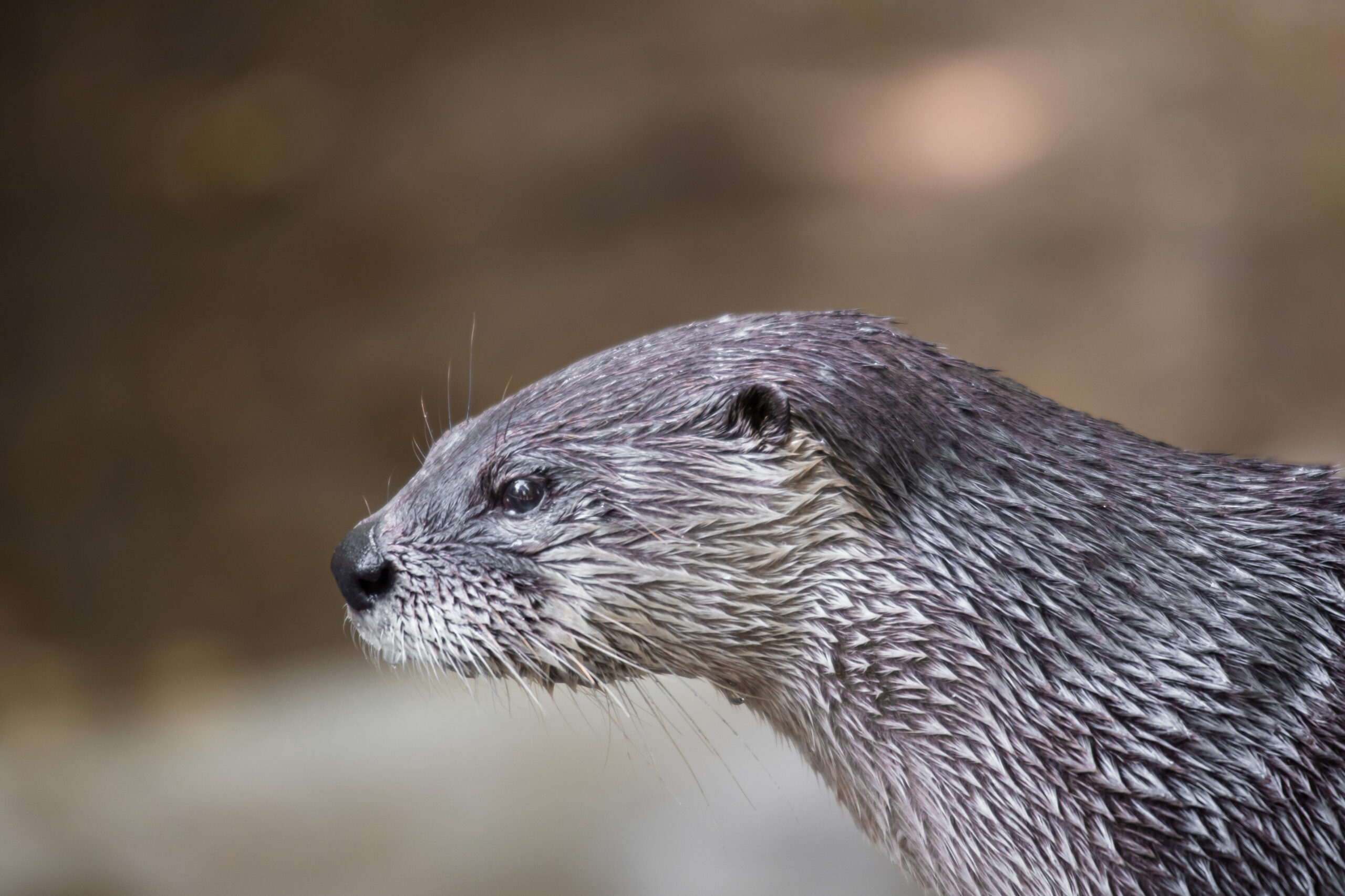 Beaver-6589 Beaver-6589