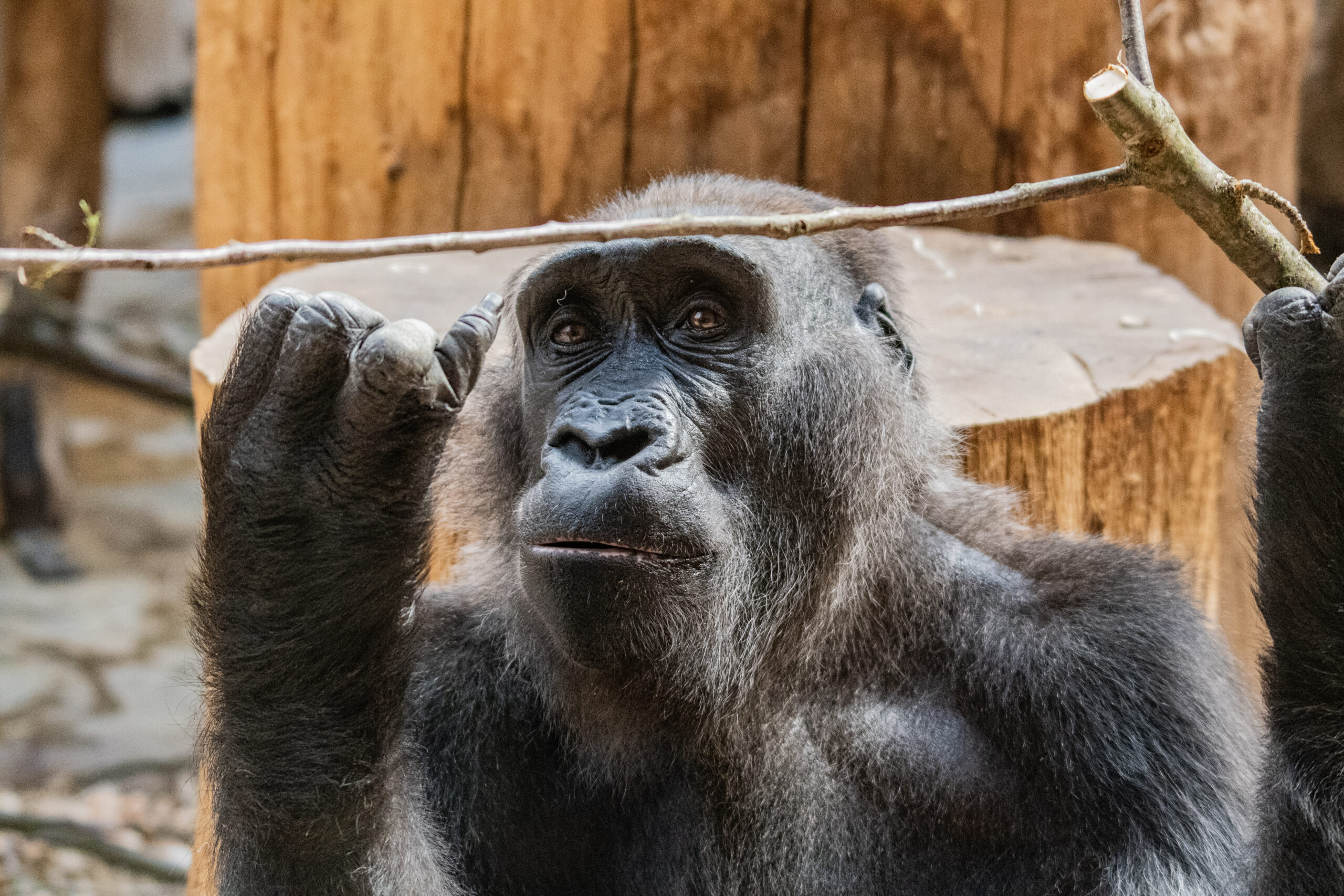 Gorilla