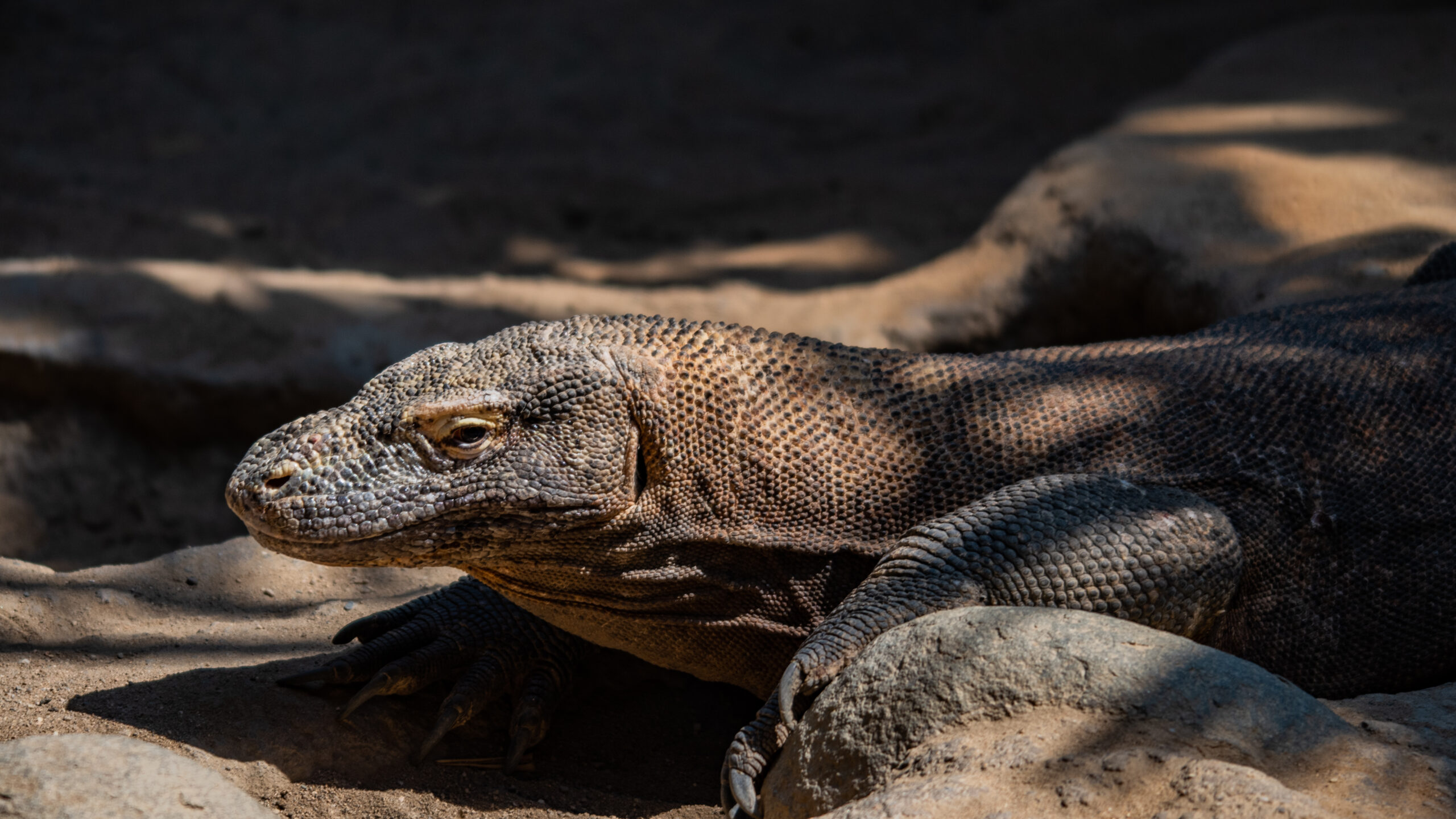 Lizard-6498 Lizard-6498