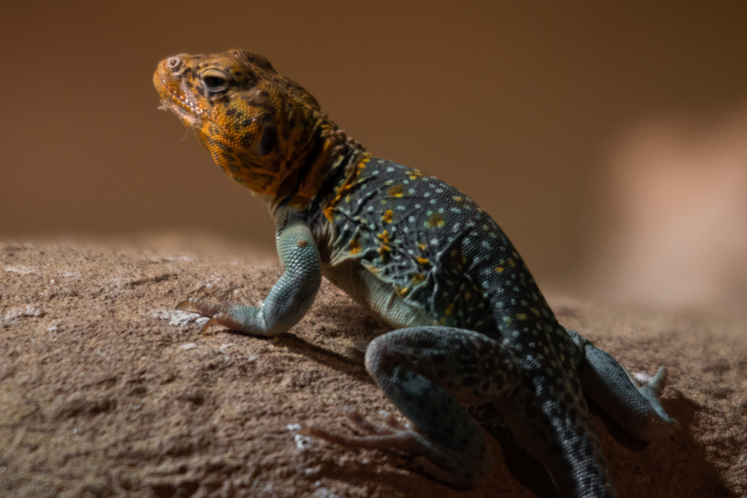 Reptile-6752 Reptile-6752