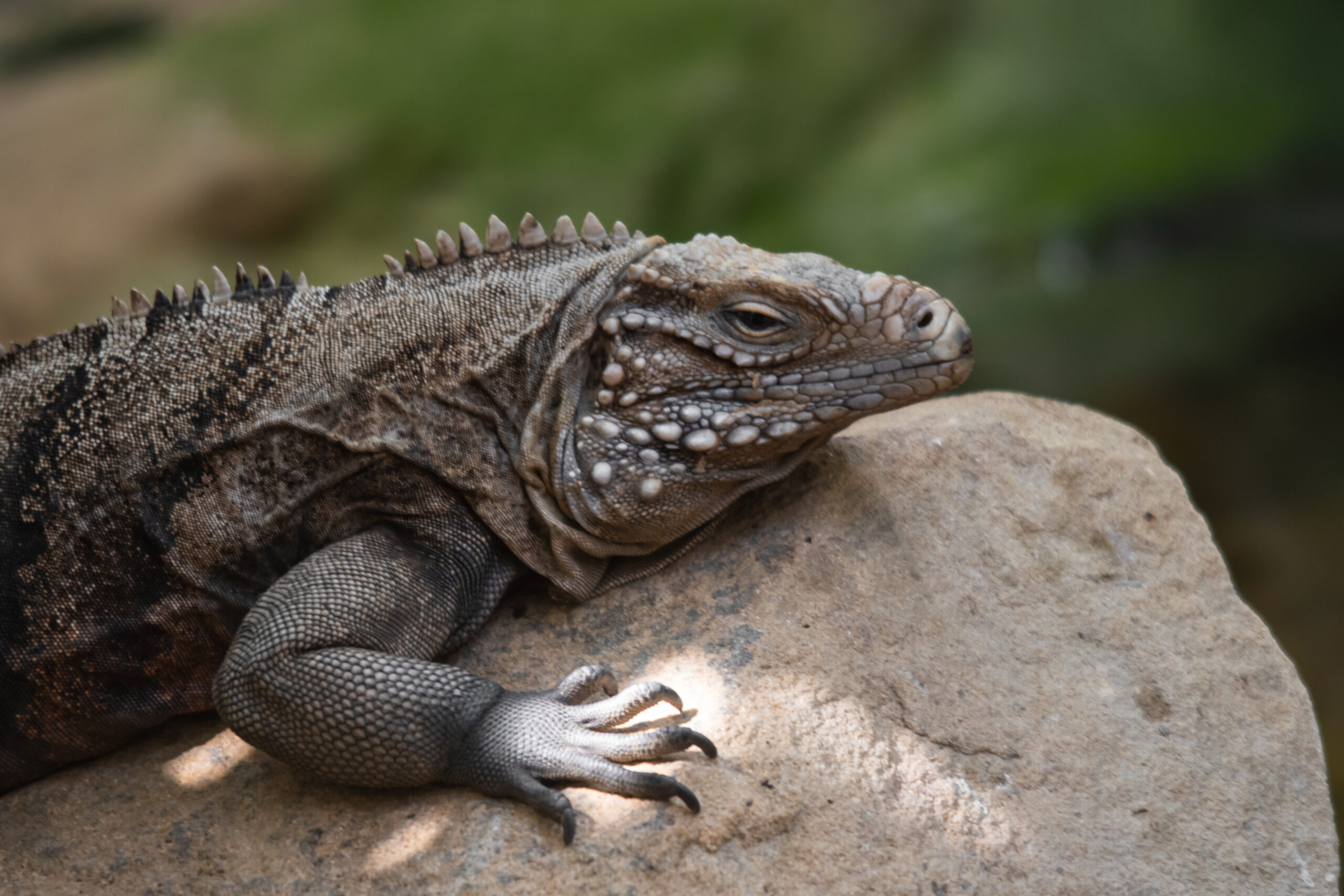 Reptile-6759 Reptile-6759